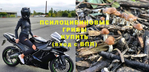 прущие грибы Тайга