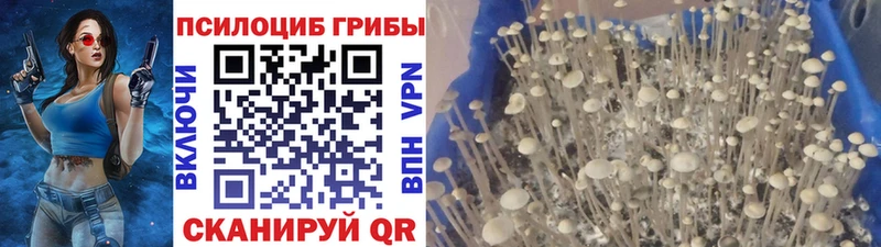 Псилоцибиновые грибы мицелий где продают наркотики hydra ссылки Бородино